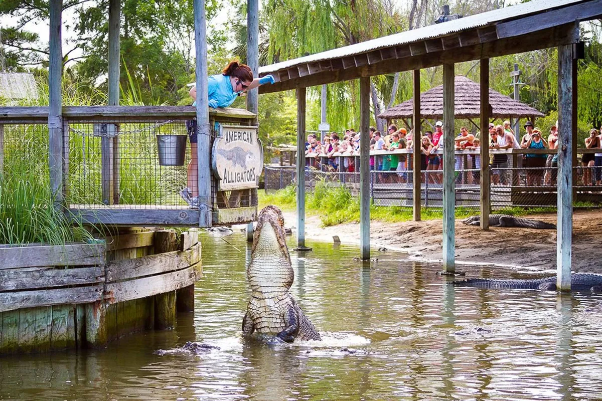 An engaging outdoor scene with a crowd gathered around an alligator handler during a feeding demonstration, enhanced by clear signage and the buzz of shared excitement among friends.